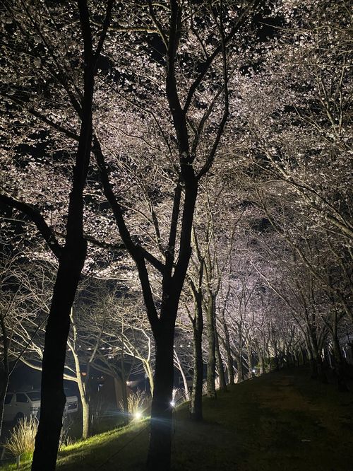 第16回キノコ会 笠置キャンプ場 グループキャンプ フリーサイト KINOKO_MUSTANGさんのキャンプブログ CAMPiii（キャンピー） -キャンプ専用SNS キャンプのすべてがここに集まる-