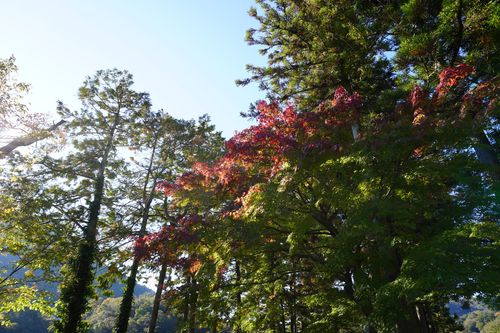 近場開拓ソロキャンツー 秋山川キャンプ場 ソロキャンプ 区画サイト 週末スナフキンさんのキャンプブログ CAMPiii（キャンピー） -キャンプ専用SNS キャンプのすべてがここに集まる-