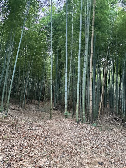 🎊新規キャンプ場オープン🎉🎉🎉 紫星の森 Oniyomeさんのキャンプブログ CAMPiii（キャンピー） -キャンプ専用SNS キャンプのすべてがここに集まる-