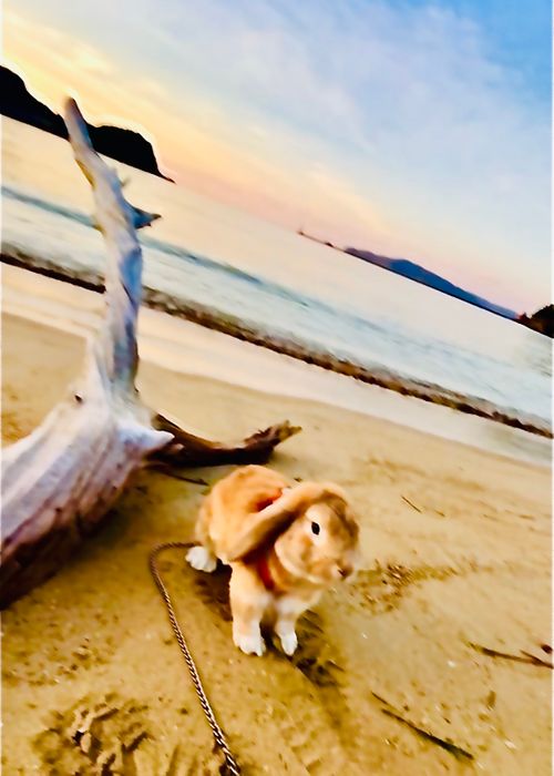 初めてのキャンプ場?でおじうさ+○○キャン△ in 阿川ほうせんぐり海浜公園 〜 CAMP NO.149 阿川ほうせんぐり海浜公園 ソロキャンプ ファミリーキャンプ フリーサイト おじキャン△さんのキャンプブログ CAMPiii(キャンピー) -キャンプ専用SNS キャンプのすべてがここに集まる-