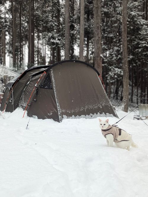 CAMPiii（キャンピー） ちあさんのキャンプブログ 2026初キャンプ！SnowCamp withCAT！ the veg out