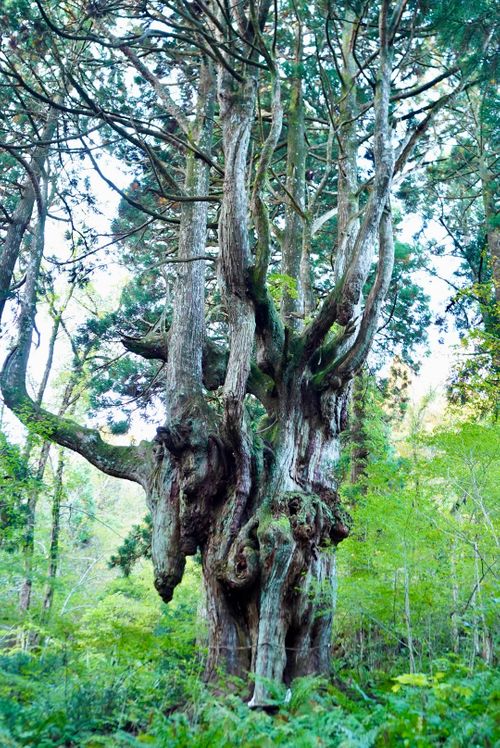 ふっふっふっ来てしまった！！ 都万野営場 ソロキャンプ けんじさんのキャンプブログ CAMPiii（キャンピー） -キャンプ専用SNS キャンプのすべてがここに集まる-
