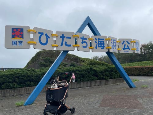 初めての湖畔キャンプ🏕️? 大洗町 夕日の郷 松川 ファミリーキャンプ フリーサイト Kojiさんのキャンプブログ CAMPiii(キャンピー) -キャンプ専用SNS キャンプのすべてがここに集まる-
