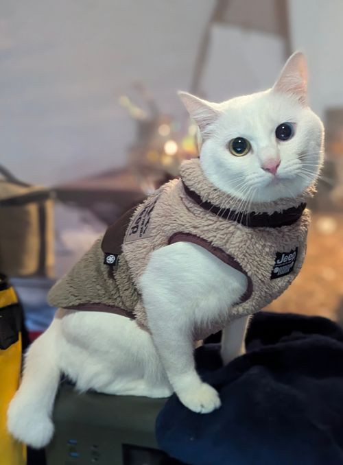 2026初キャンプ！SnowCamp withCAT！ the veg out ソロキャンプ グループキャンプ 区画サイト オートサイト ちあさんのキャンプブログ CAMPiii（キャンピー） -キャンプ専用SNS キャンプのすべてがここに集まる-