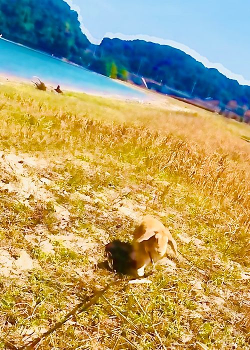 何にもしない&hellip;連泊おくつろぎおじおばうさキャン△ in 阿川ほうせんぐり海浜公園 〜 CAMP NO.181 阿川ほうせんぐり海浜公園 ソロキャンプ ファミリーキャンプ グループキャンプ フリーサイト おじキャン△さんのキャンプブログ CAMPiii（キャンピー） -キャンプ専用SNS キャンプのすべてがここに集まる-