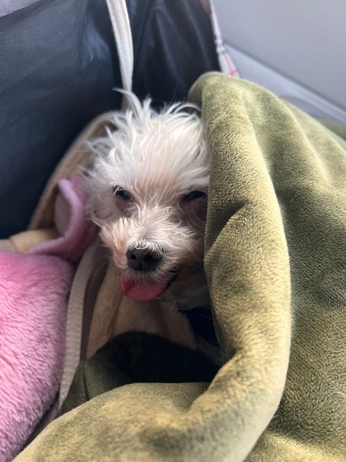 第83話  ほったらかしキャンプ場やっとこさ来れた〜 ほったらかしキャンプ場 ソロキャンプ 区画サイト ちろ犬さんのキャンプブログ CAMPiii(キャンピー) -キャンプ専用SNS キャンプのすべてがここに集まる-