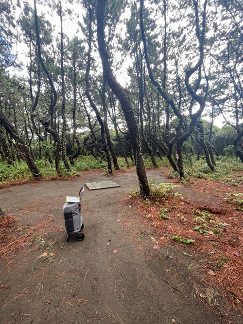 海岸通りが気持ちいい!徒歩ソロで行く、ちがさき柳島キャンプ場 柳島キャンプ場 ソロキャンプ 区画サイト ma9さんのキャンプブログ CAMPiii(キャンピー) -キャンプ専用SNS キャンプのすべてがここに集まる-