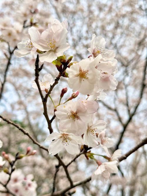 2026花見camping🌸🌸 ファミリーキャンプ フリーサイト tatecampさんのキャンプブログ CAMPiii（キャンピー） -キャンプ専用SNS キャンプのすべてがここに集まる-