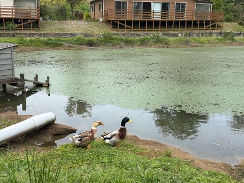 親とキャンプ イレブンオートキャンプパーク ファミリーキャンプ グループキャンプ 区画サイト P-yaさんのキャンプブログ CAMPiii（キャンピー） -キャンプ専用SNS キャンプのすべてがここに集まる-