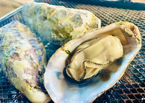 秋穂の名物《車海老を喰らう》おじうさグルキャン△ in 美濃ケ浜海浜公園キャンプ場 〜 CAMP NO.160 美濃ケ浜海浜広場 ソロキャンプ ファミリーキャンプ グループキャンプ フリーサイト おじキャン△さんのキャンプブログ CAMPiii（キャンピー） -キャンプ専用SNS キャンプのすべてがここに集まる-