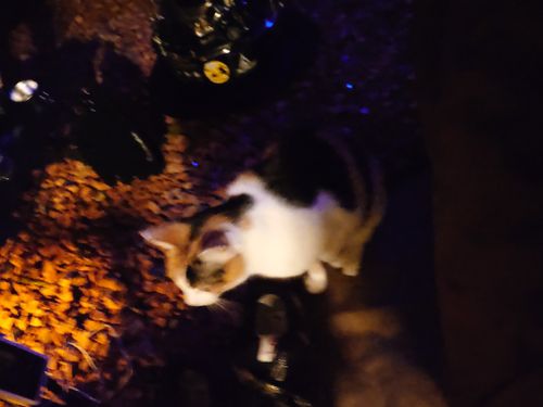 結果、ネコキャンプでした｜火打の森キャンプ場 火打の森キャンプ場 ソロキャンプ 区画サイト hare75さんのキャンプブログ CAMPiii（キャンピー） -キャンプ専用SNS キャンプのすべてがここに集まる-