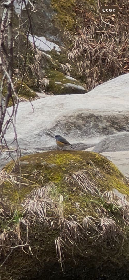 間違いさがし？ ソロキャンプ YOTIさんのキャンプブログ CAMPiii（キャンピー） -キャンプ専用SNS キャンプのすべてがここに集まる-