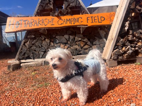 CAMPiii（キャンピー） ちろ犬さんのキャンプブログ 第83話　　ほったらかしキャンプ場やっとこさ来れた〜 ほったらかしキャンプ場