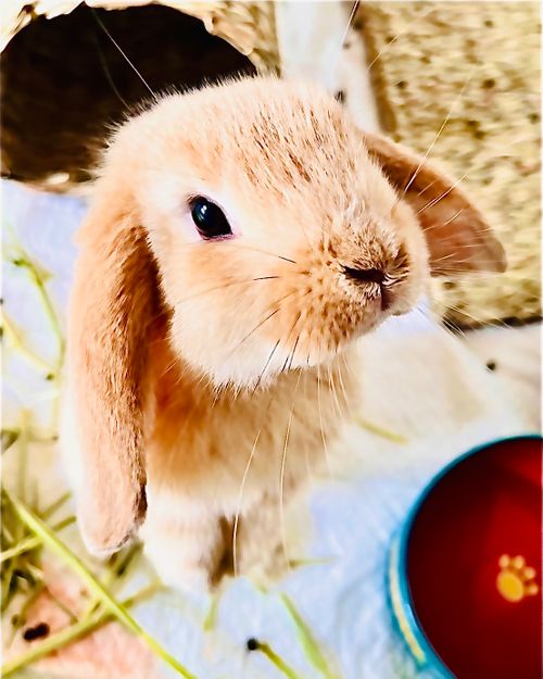 念願だった初・阿蘇(熊本)の秋を楽しむおじおばうさキャン△ in ゴンドーシャロレー 〜 CAMP NO.163 ゴンドーシャロレー ファミリーキャンプ グループキャンプ 区画サイト おじキャン△さんのキャンプブログ CAMPiii（キャンピー） -キャンプ専用SNS キャンプのすべてがここに集まる-