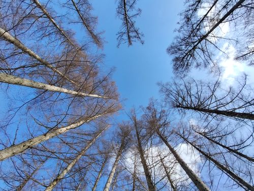 雪中が好きです 飛騨荘川 一色の森キャンプ場 ソロキャンプ グループキャンプ 区画サイト オートサイト たかたかぽんたさんのキャンプブログ CAMPiii（キャンピー） -キャンプ専用SNS キャンプのすべてがここに集まる-