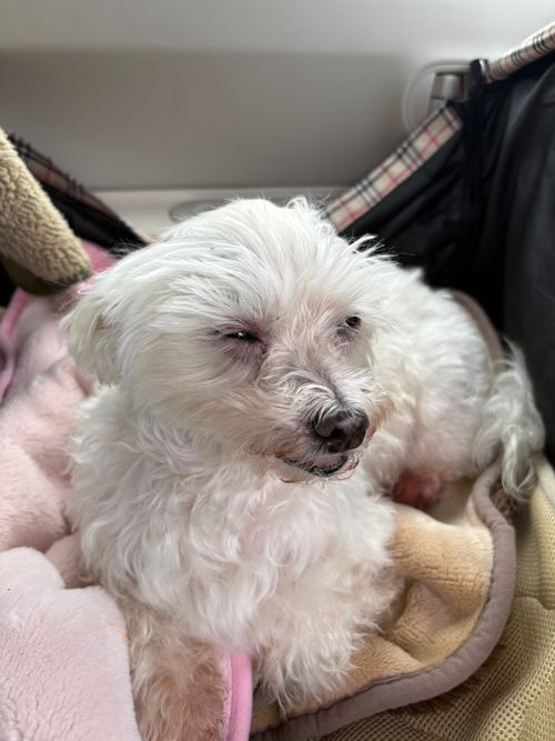 第84話 久しぶりの女子キャンをクロちゃんで〜 クロちゃん自由キャンプサイト ソロキャンプ グループキャンプ フリーサイト ちろ犬さんのキャンプブログ CAMPiii(キャンピー) -キャンプ専用SNS キャンプのすべてがここに集まる-