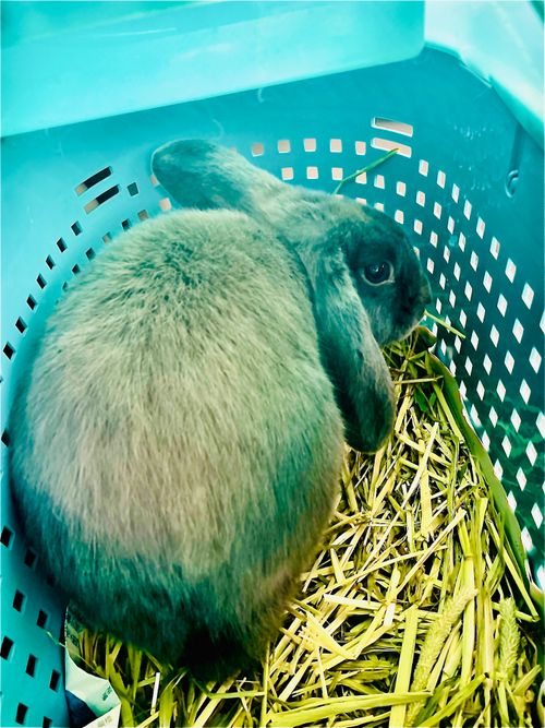 初めまして🐰💕 可愛い新メンバー加入のおじ🐰キャン△ in ゆうゆう広場 〜 CAMP NO.217 ゆうゆう広場 ソロキャンプ 区画サイト フリーサイト おじキャン△さんのキャンプブログ CAMPiii（キャンピー） -キャンプ専用SNS キャンプのすべてがここに集まる-
