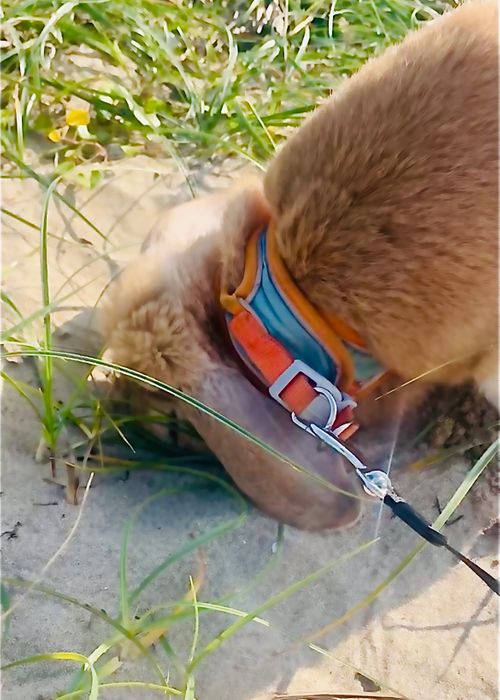 ちょっぴり寒くて予定外の？お籠りスタイルおじおばうさキャン△ in 阿川ほうせんぐり海浜公園 〜 CAMP NO.161 阿川ほうせんぐり海浜公園 ソロキャンプ ファミリーキャンプ グループキャンプ フリーサイト おじキャン△さんのキャンプブログ CAMPiii（キャンピー） -キャンプ専用SNS キャンプのすべてがここに集まる-