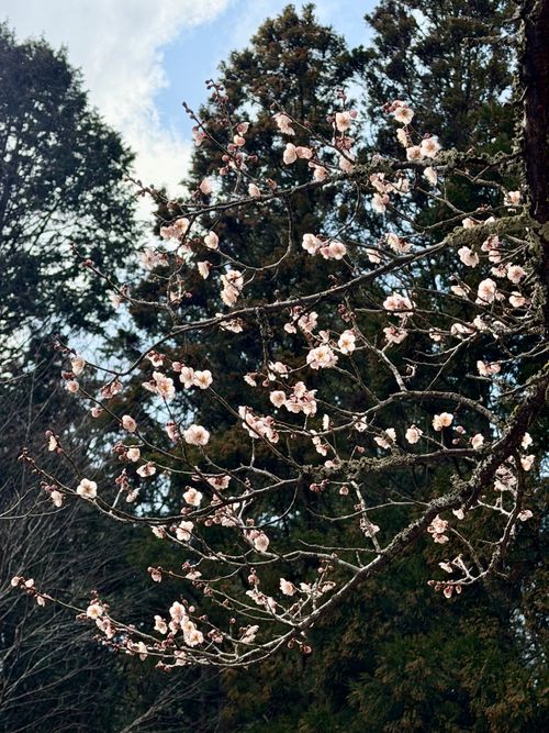 花粉症炸裂キャンプ🤧🏕 TASTE HOUSE ZEN ファミリーキャンプ フリーサイト ぐうたら夫婦さんのキャンプブログ CAMPiii（キャンピー） -キャンプ専用SNS キャンプのすべてがここに集まる-